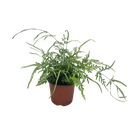 Silver Lace Fern, Pteris ensiformis ‘Evergemiensis’