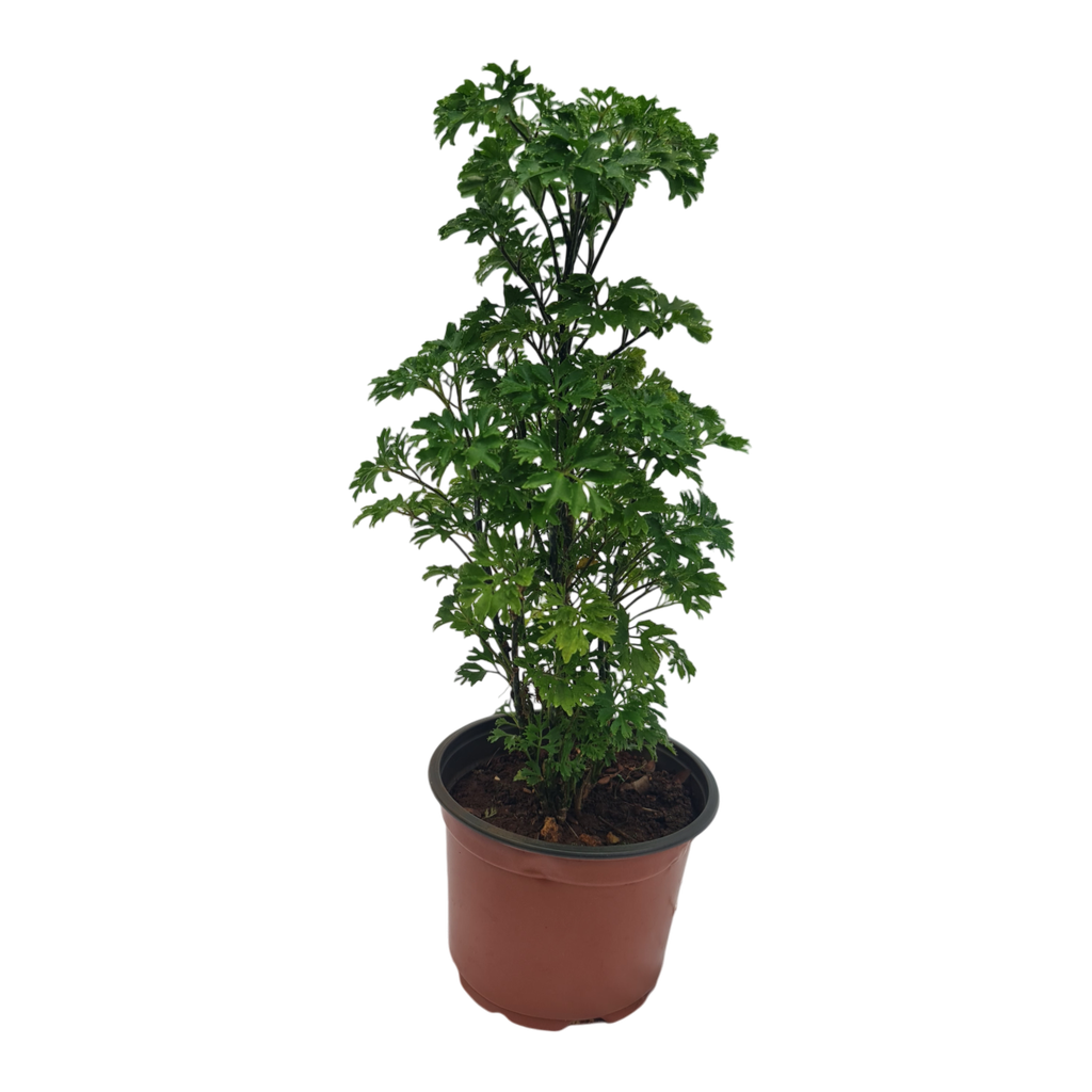 Arelia golden, Polyscias dwarf golden