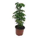 Arelia golden, Polyscias dwarf golden