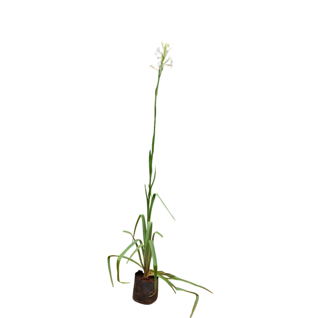 Nishigandha, Polianthes tuberosa