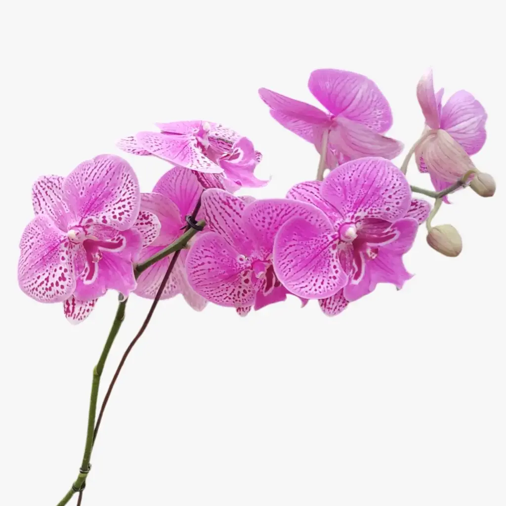 Orchids, Phalaenopsis hybrids