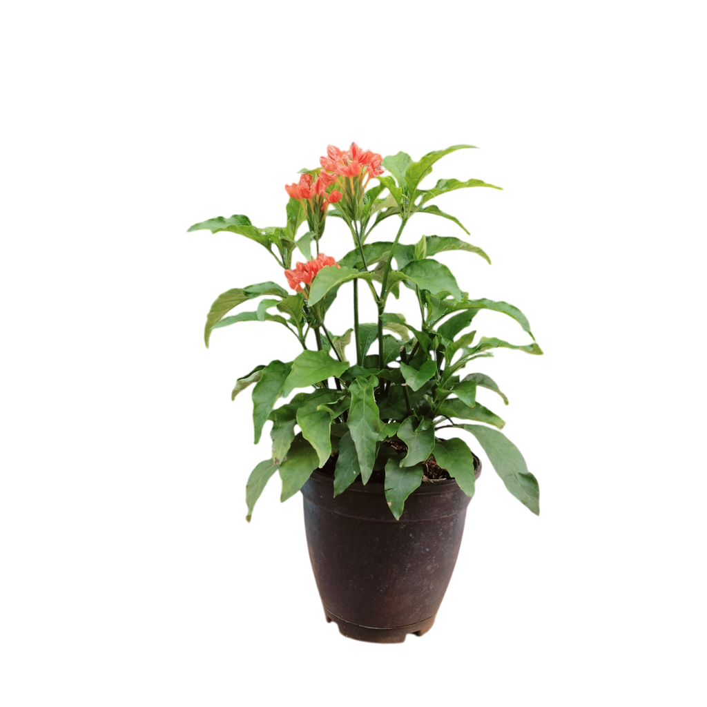 Red aboli,  firecracker flower, Crossandra nilotica