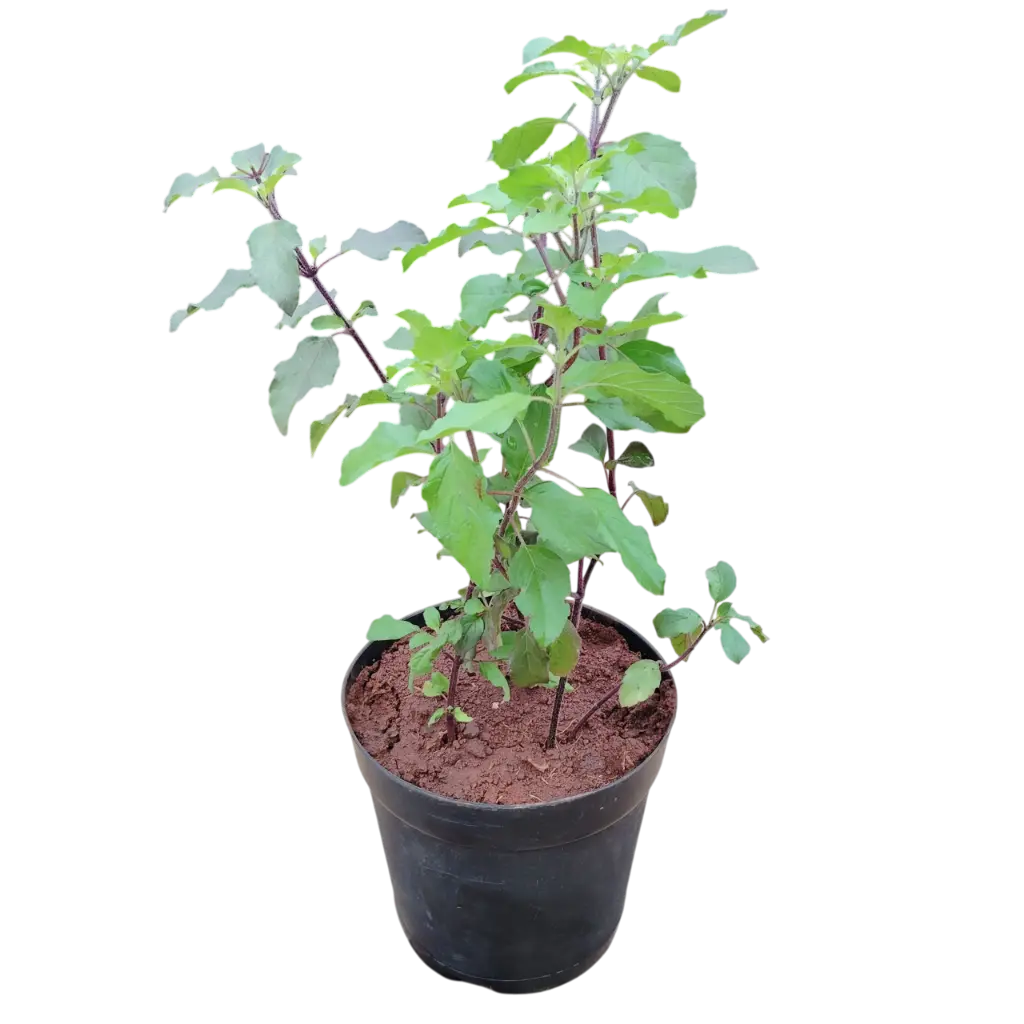 Krishna tulasi, Ocimum sanctum