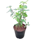 Krishna tulasi, Ocimum sanctum