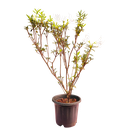 White, Azelea hybrid 