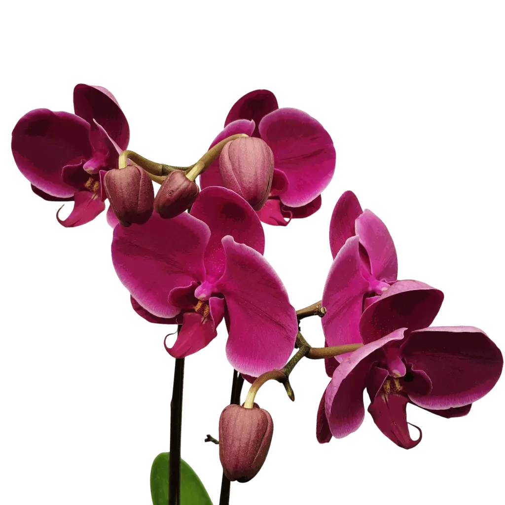 Orchids Harper Seven, Phalaenopsis hybrids    