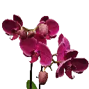 Orchids Harper Seven, Phalaenopsis hybrids    