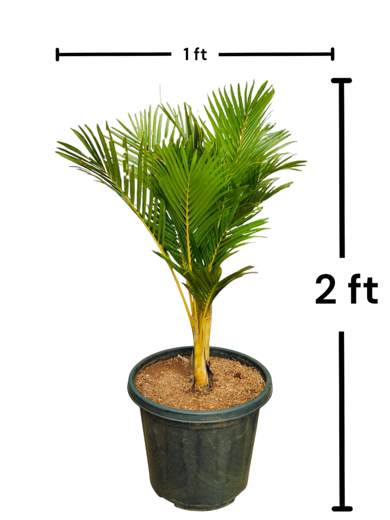 Areca palm, Dypsis lutescens Dwarf