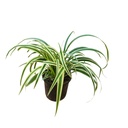 Spider plant, Chlorophytum luxum lemon lime