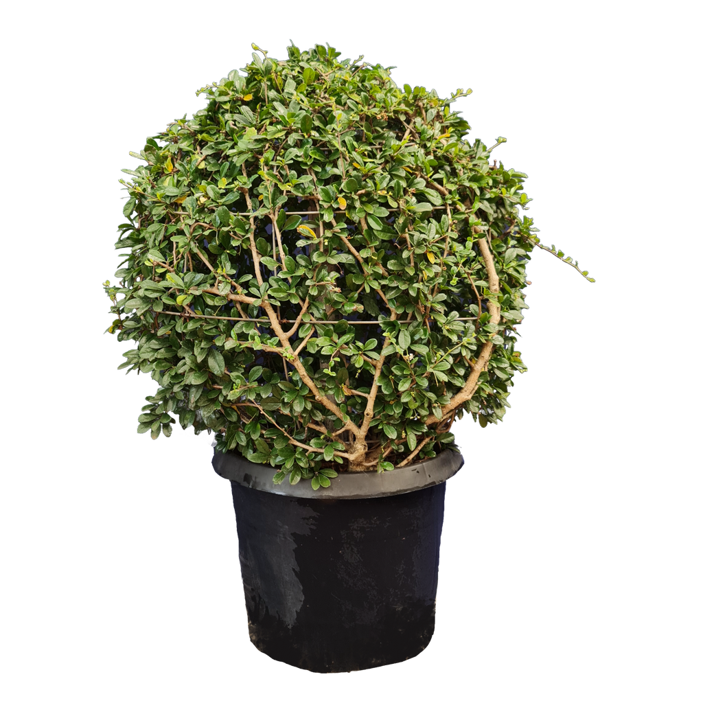 Malpighia coccigera round ball