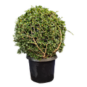 Malpighia coccigera round ball