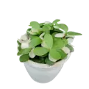 Jade plant, Crassula ovata 'Variegata