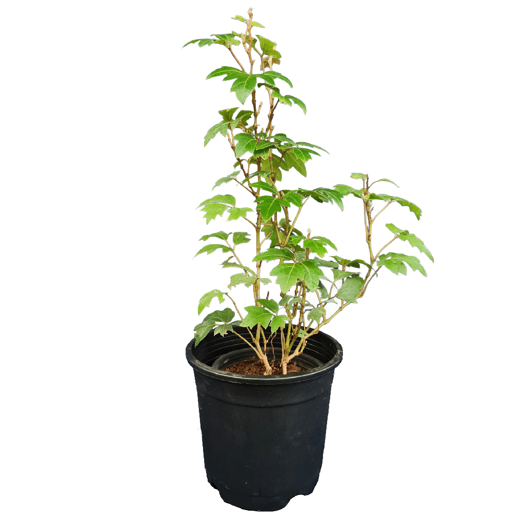 Grape ivy, Cissus rhombifolia