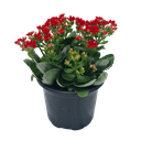 Kalanchoe, Kalanchoe blossfeldiana