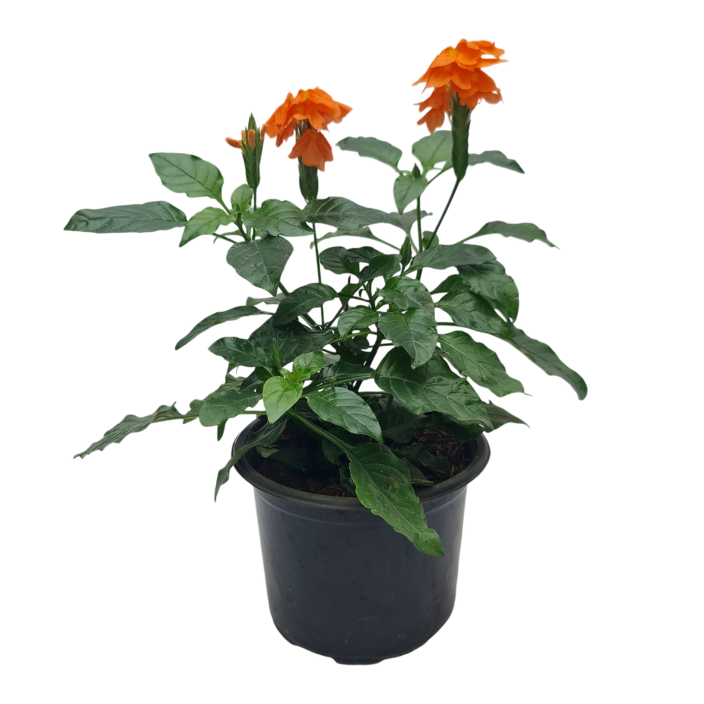 Aboli, Crossandra infundibuliformis