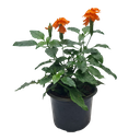 Aboli, Crossandra infundibuliformis