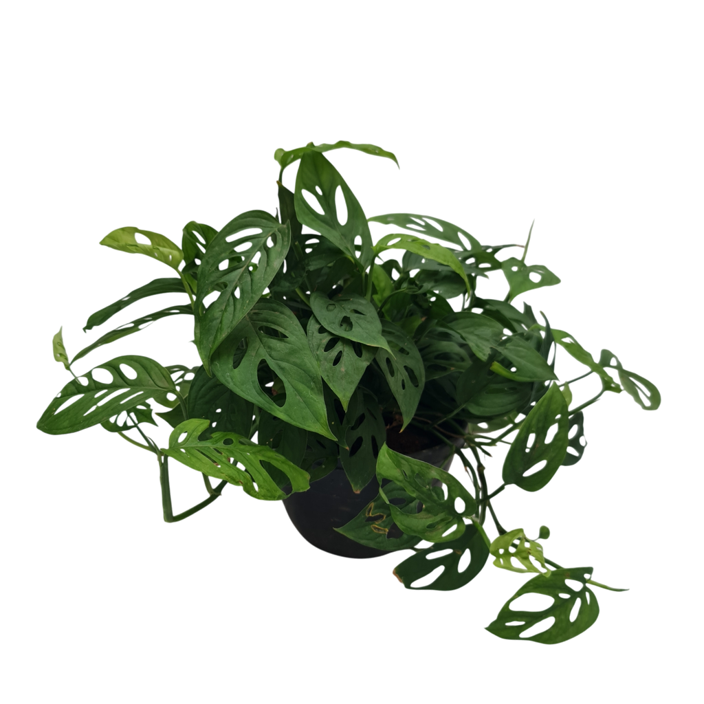 Swiss cheese plant, Monstera adansonii