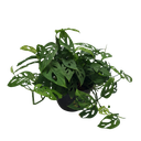 Swiss cheese plant, Monstera adansonii