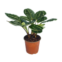 Calathea Lutea Red