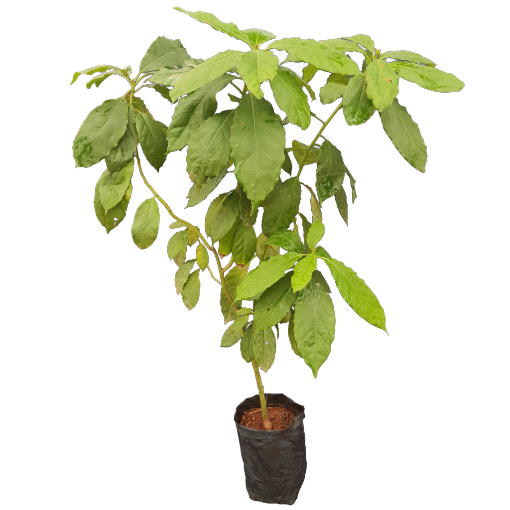 Avacado, Persea americana