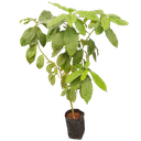 Avacado, Persea americana