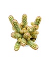 Ladyfinger cactus,Mammillaria elongata