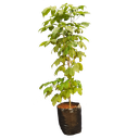 Pink trumpet tree,Tabebuia avellanedae