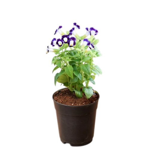 Wishbone flower, Torenia fournieri