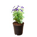 Wishbone flower, Torenia fournieri