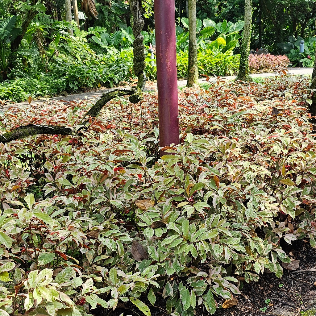 Laila Majnu, Chinese Croton, Excoecaria cochinchinensis varigated 