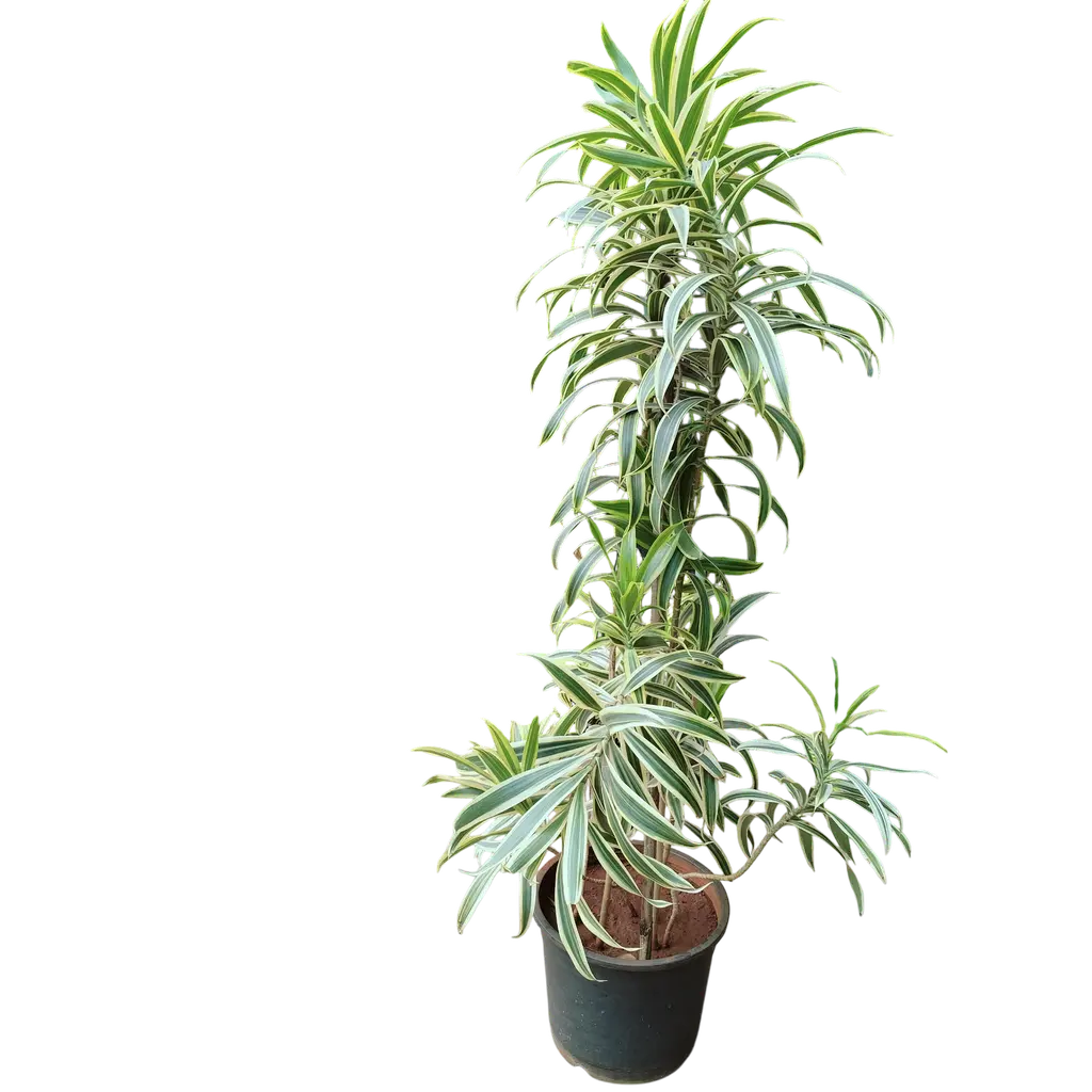 Song of India, Dracaena reflexa.webp