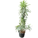 Song of India, Dracaena reflexa.webp