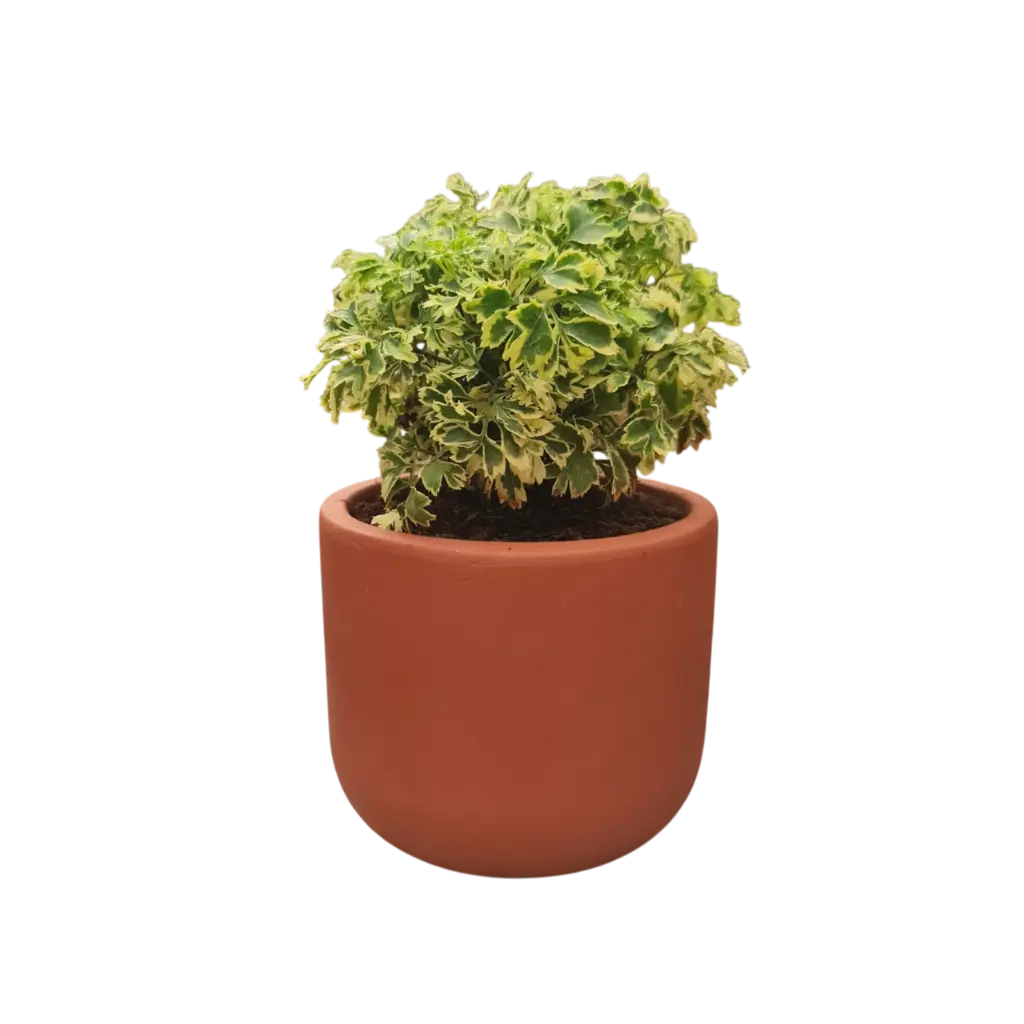 Arelia Variegated 4" with Pot Terracotta Kyna 4"