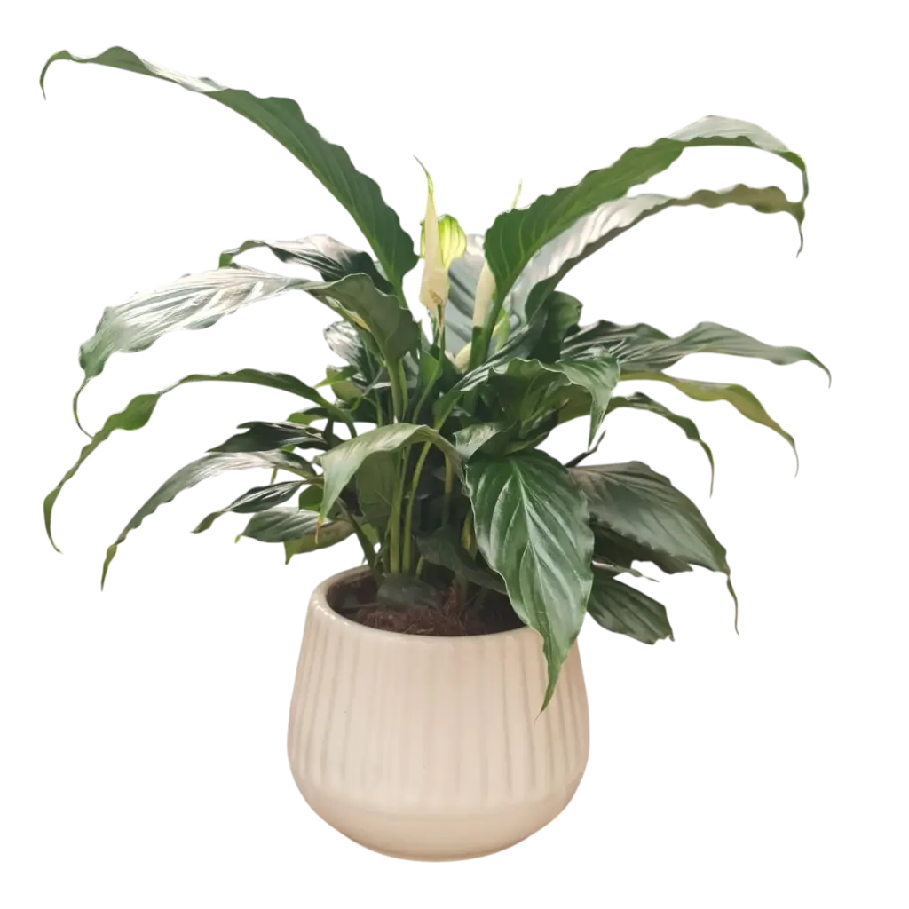 Peace Lily 5" with Pot Line Tapper