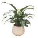 Peace Lily 5" with Pot Line Tapper
