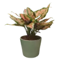 Aglaonema red valentine 5" with Pot Emo Green
