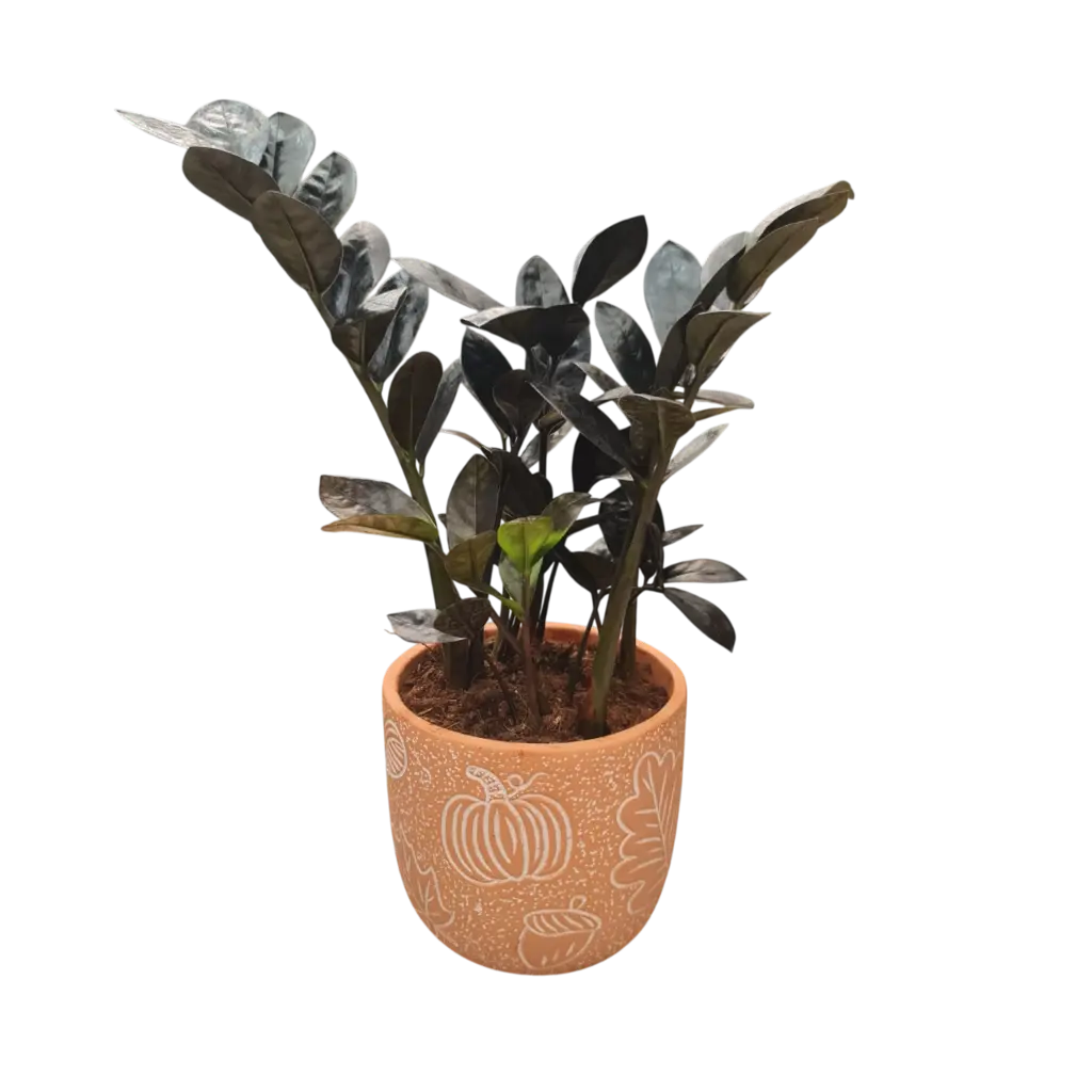 Black zamia 5" with Pot Cer. Leaf A580 Orange