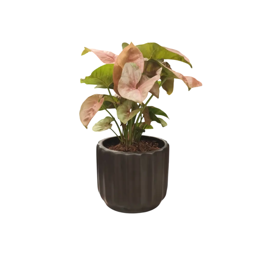 Syngonium neon pink 5" with Pot Norway Black