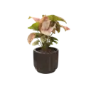 Syngonium neon pink 5" with Pot Norway Black