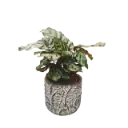 Calathea Makoyana 5" with Pot Aut. cone A584 Black