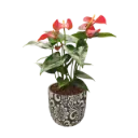 Anthurium Red 4" with Pot Floral A578 Black