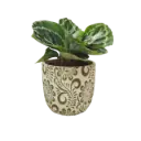 Calathea medallion 5" with Pot Floral A578 Green