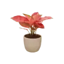 Aglaonema 'Red Vein' 6" with Pot Piyali No.2 White