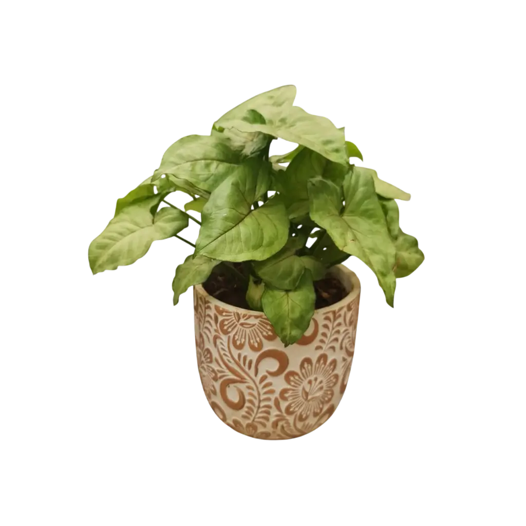 Syngonium Bronze with Pot Floral A578 Earth Tone