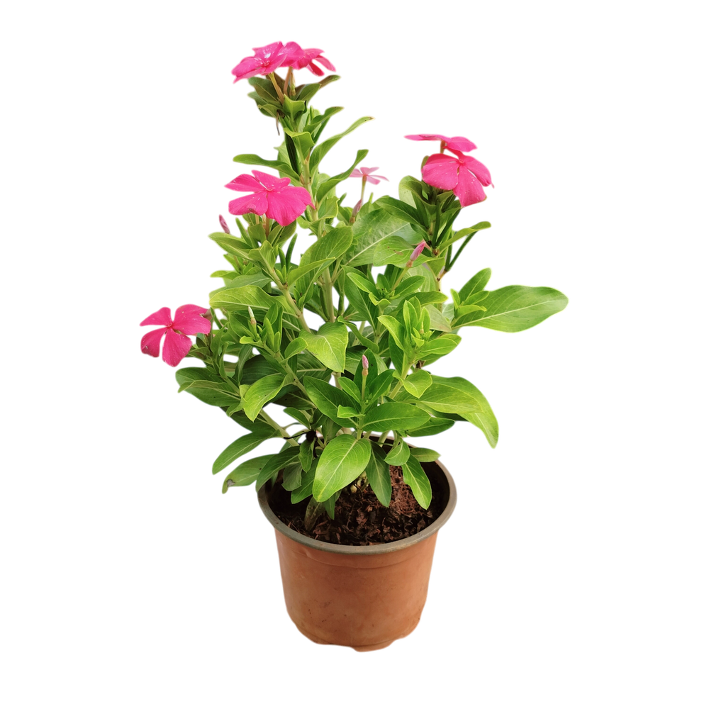 Sadaphuli, Vinca, Catharanthus roseus