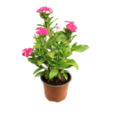 Sadaphuli, Vinca, Catharanthus roseus