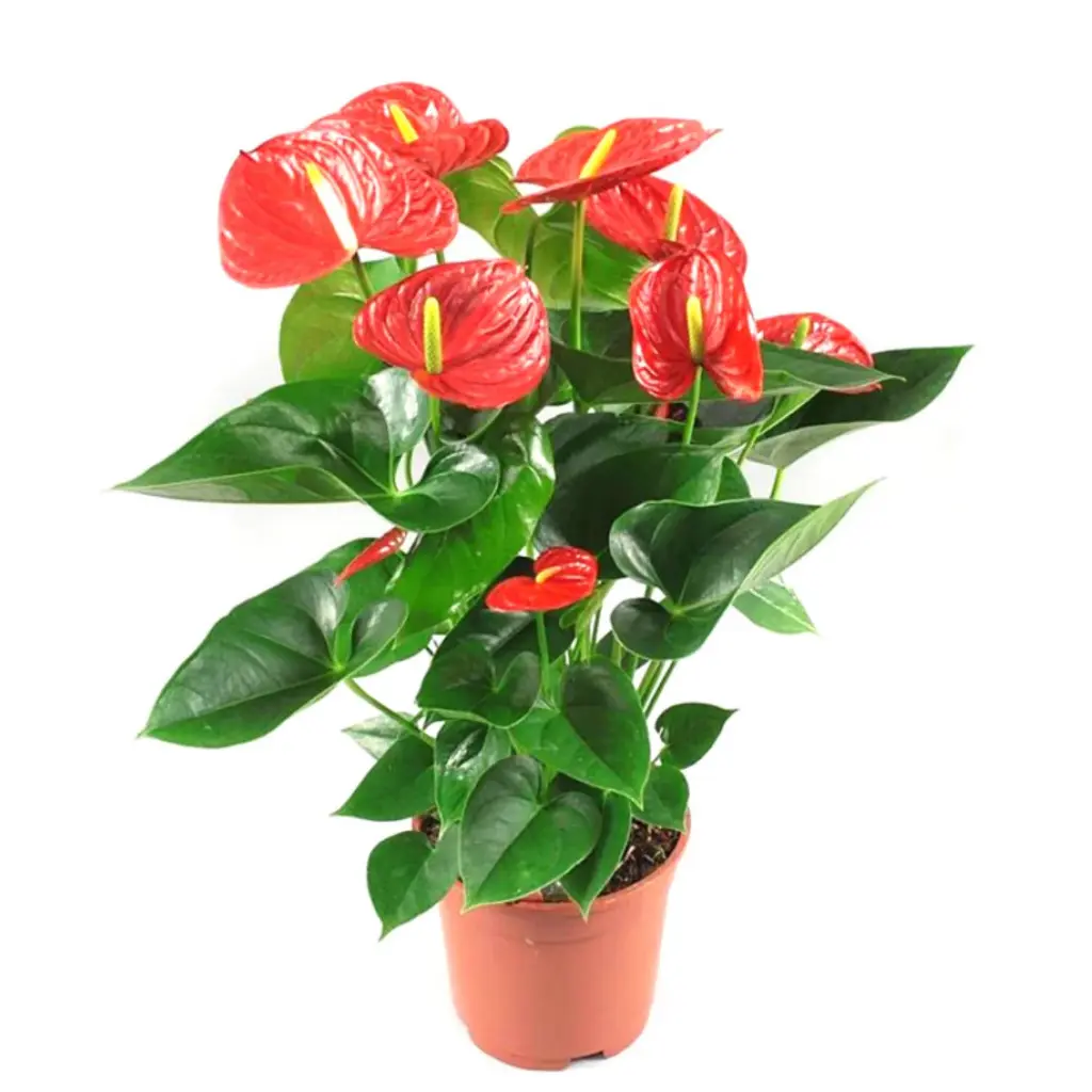 Anthurium-andraeanum_imresizer.webp