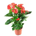 Anthurium-andraeanum_imresizer.webp