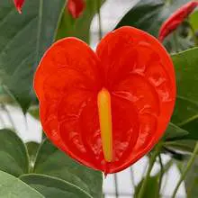 Anthurium andraeanum Orange