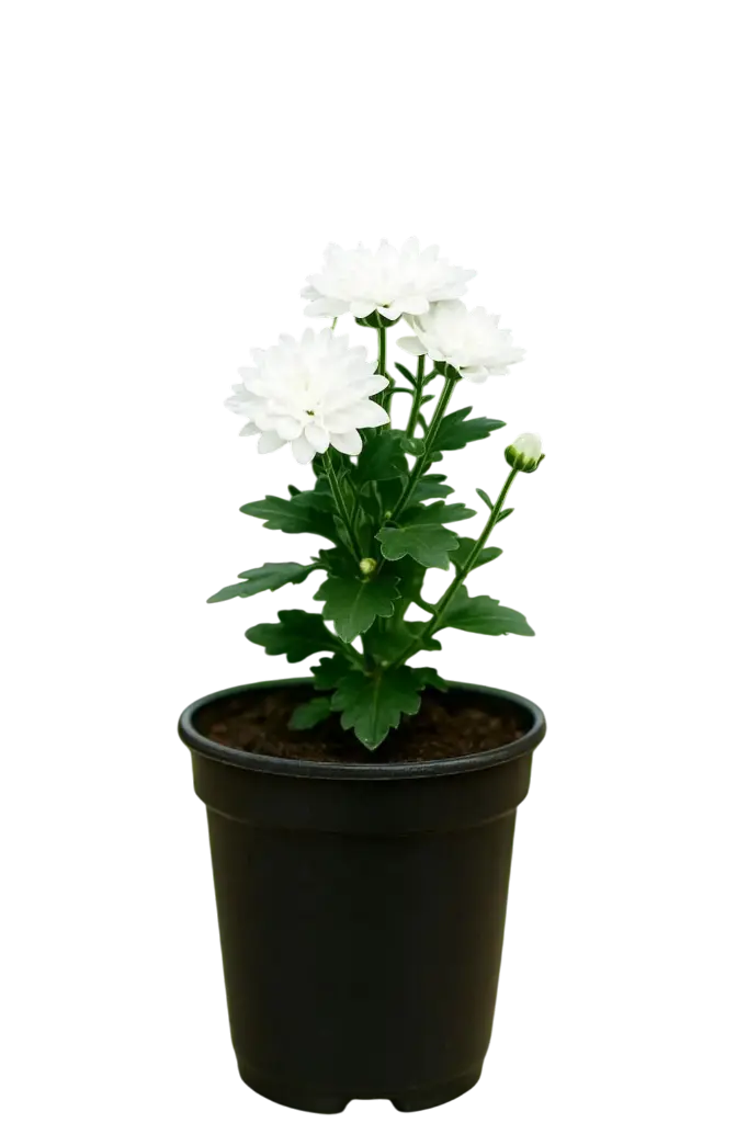 Shevanti White, Chrysanthemum morifolium  